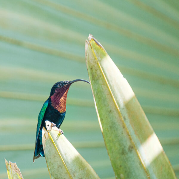 Birds of Cancun Mexico - Image 14