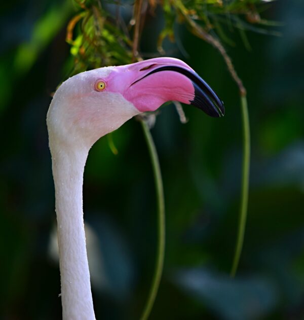 Birds of Cancun Mexico