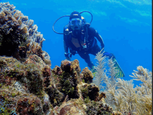 Diving