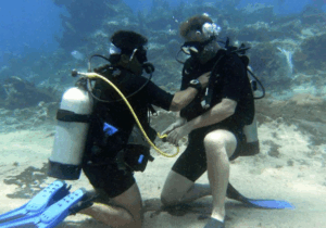MExplor Diving