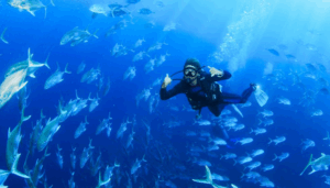 Diving