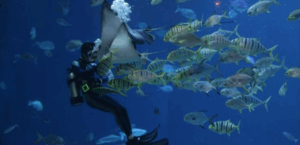 MExplor Diving