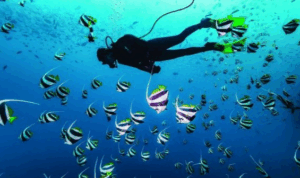 Diving