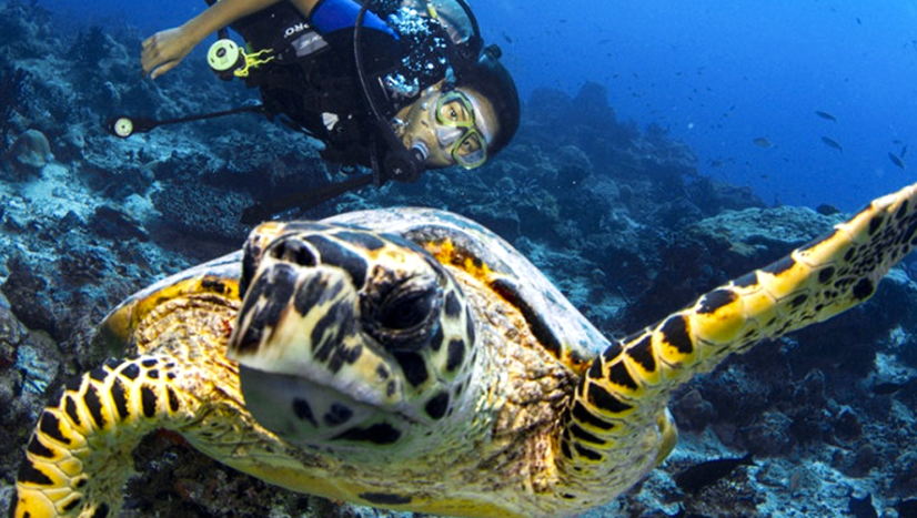 Diving