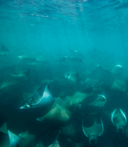 Diving