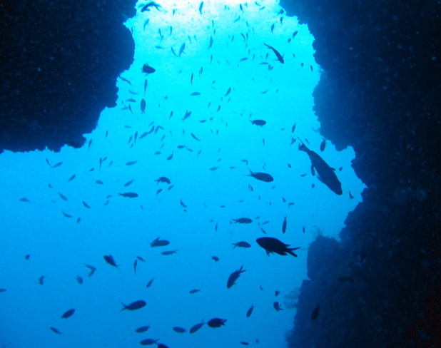 Diving