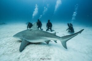 Diving
