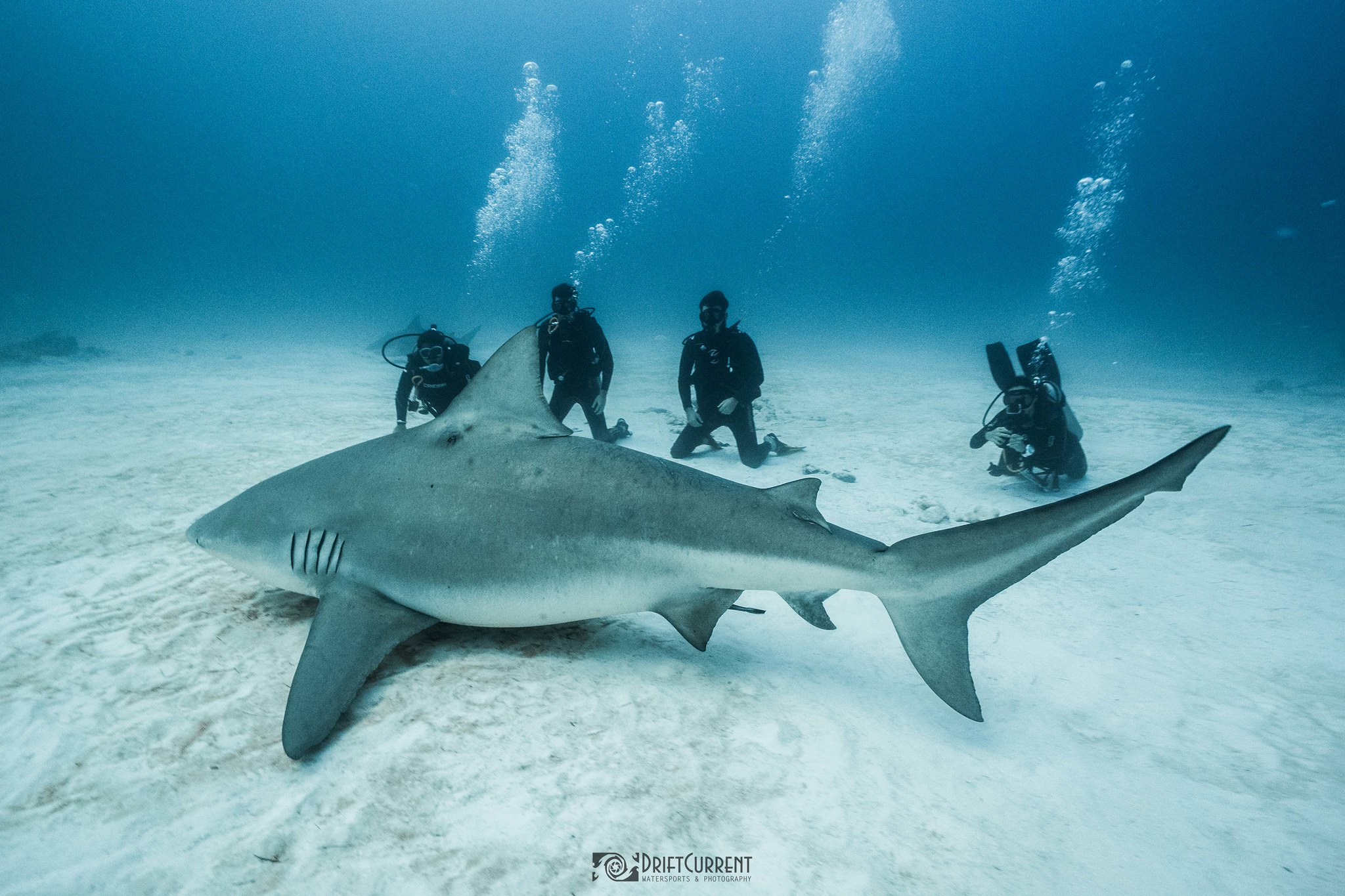 MExplor Diving