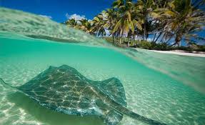 Diving