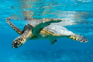 Diving