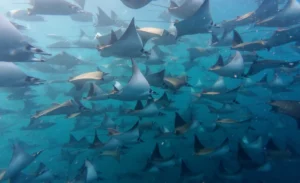 MExplor Diving