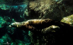 MExplor Diving