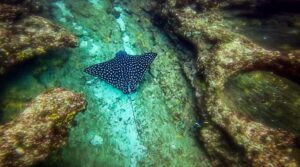 MExplor Diving