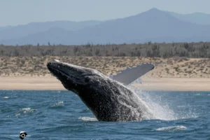 MExplor Diving