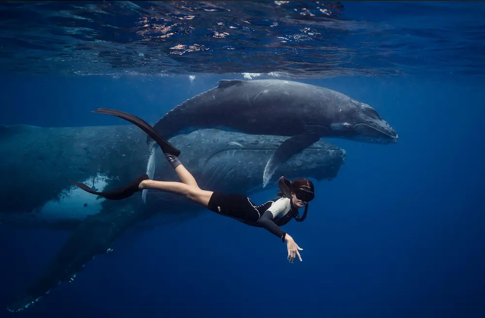 MExplor Diving
