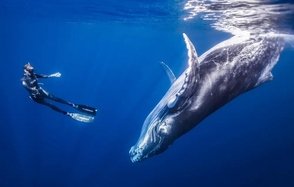 MExplor Diving