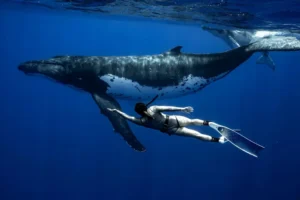 MExplor Diving