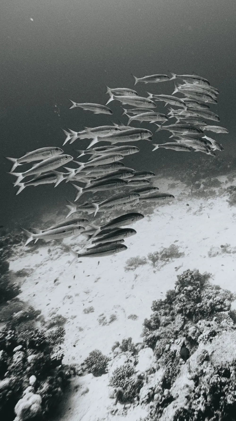 MExplor Diving