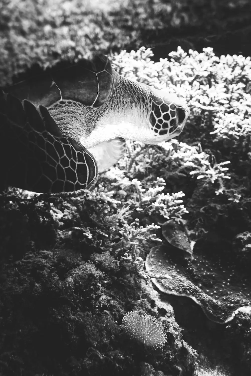 MExplor Diving