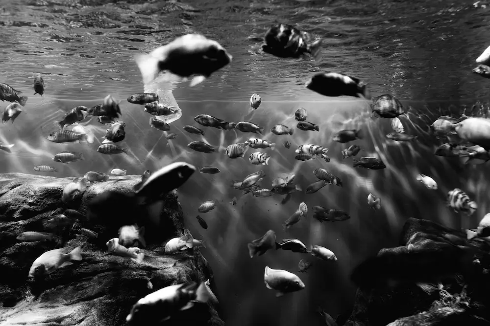 MExplor Diving