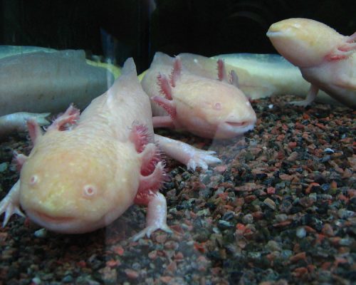 11-Mexican-animals-in-danger-of-extinction