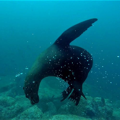Diving La Paz Mexico