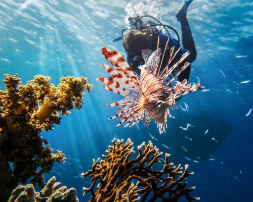 red sea, lionfish, scuba