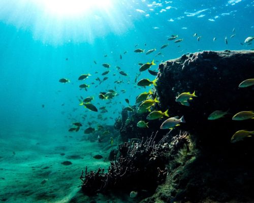 Diving in Puerto Morelos