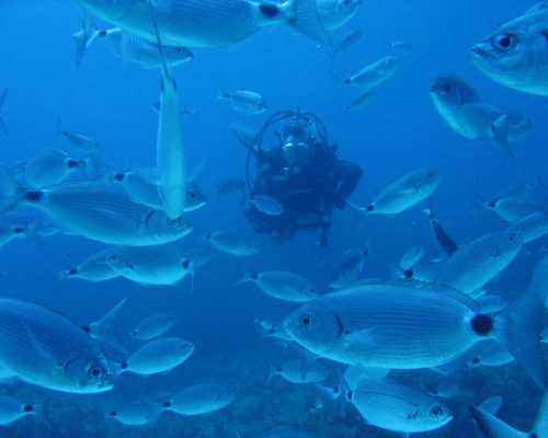 Diving with Fish