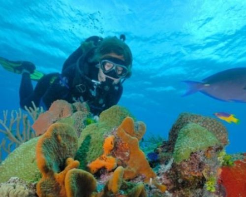 Buceo-Cozumel-26-1-scaled-e1574471235311-640x360