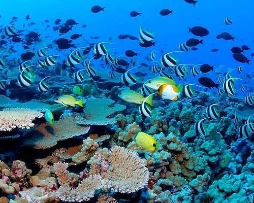 Parque Nacional Arrecife de Puerto Morelos