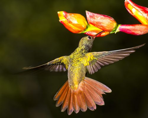 Adult Rufous-tailed hummingbird, Amazilia tzacatl hovering to sip from a Heliconia baited with sugar water. Turrialba,  Costa Rica,  Central America