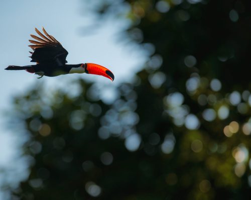 pajaro-hermoso-y-colorido-en-el-habitat-natural-agradable