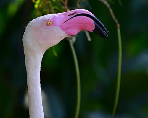 A closeup of a great flamingo with a huge beak under the lights with a blurred background